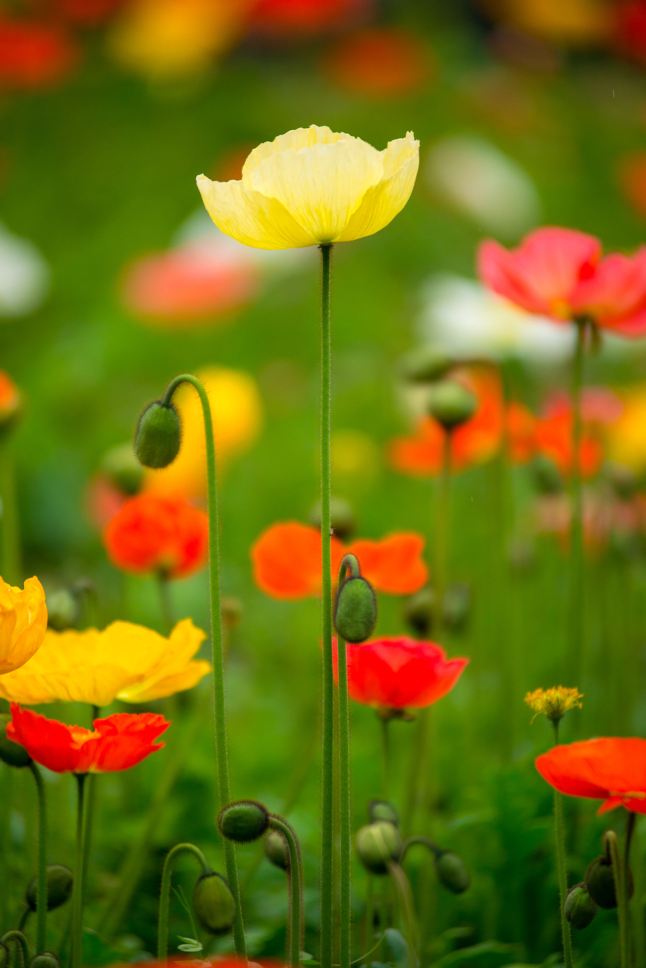 春花烂漫：拍摄于成都植物园（图ZMTA5MDIzOTE2） - 风光摄影 - 站酷设计师聚格影像原创素材 - 站酷ZCOOL