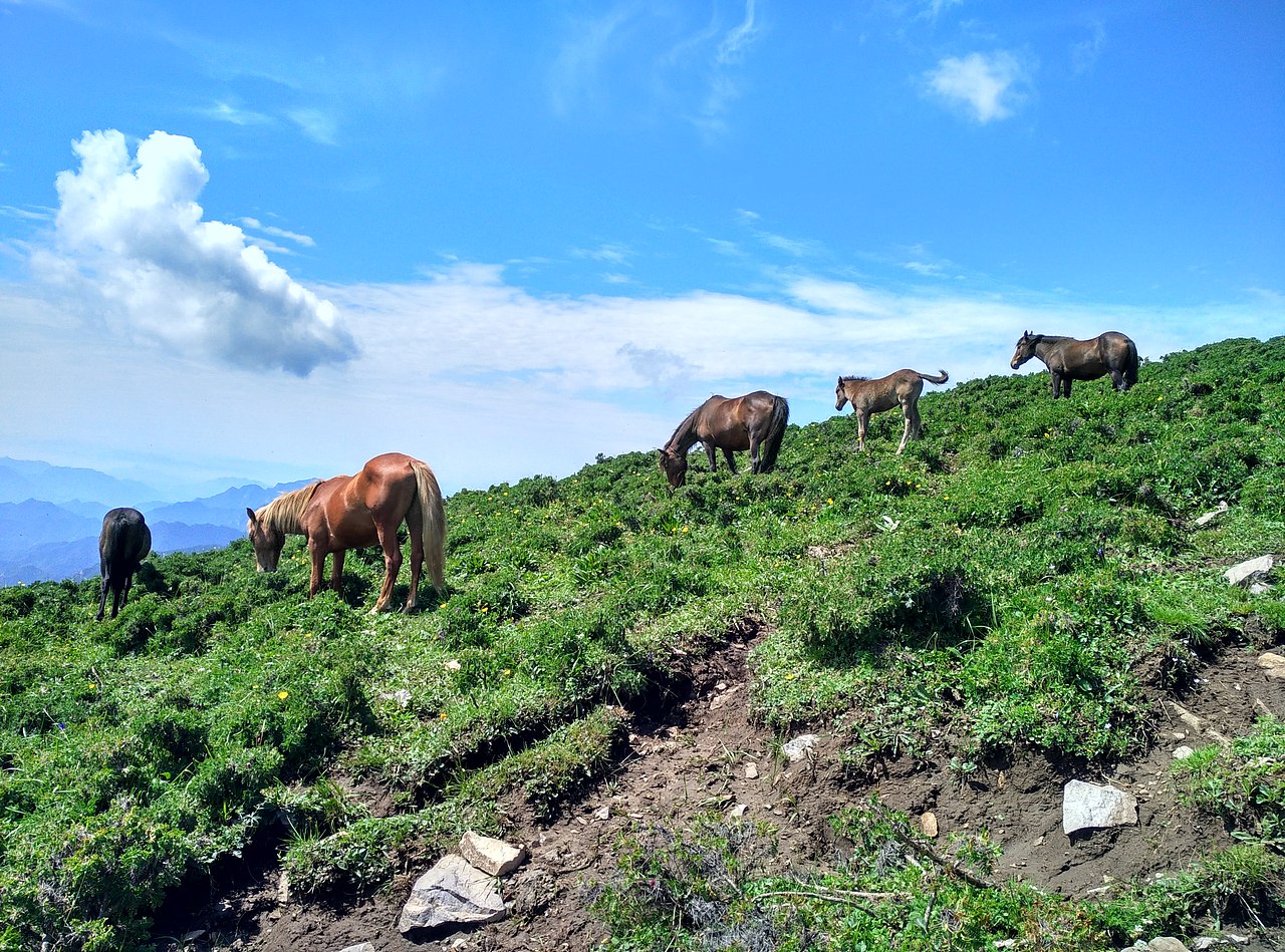 山顶上也有马儿呢