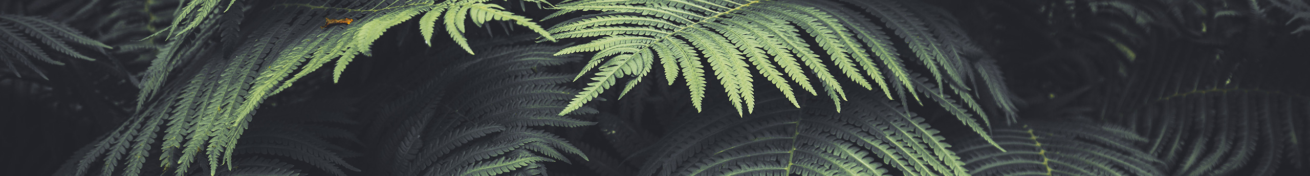 设计一只杨的个人主页（背景预览） - 主页背景设置 - 站酷设计师设计一只杨原创素材 - 站酷ZCOOL