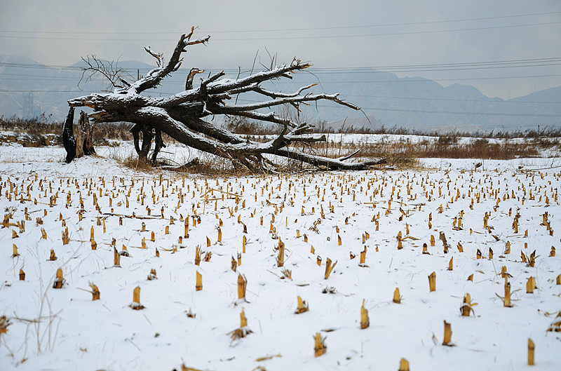 原地等待（一棵折腰的大树）