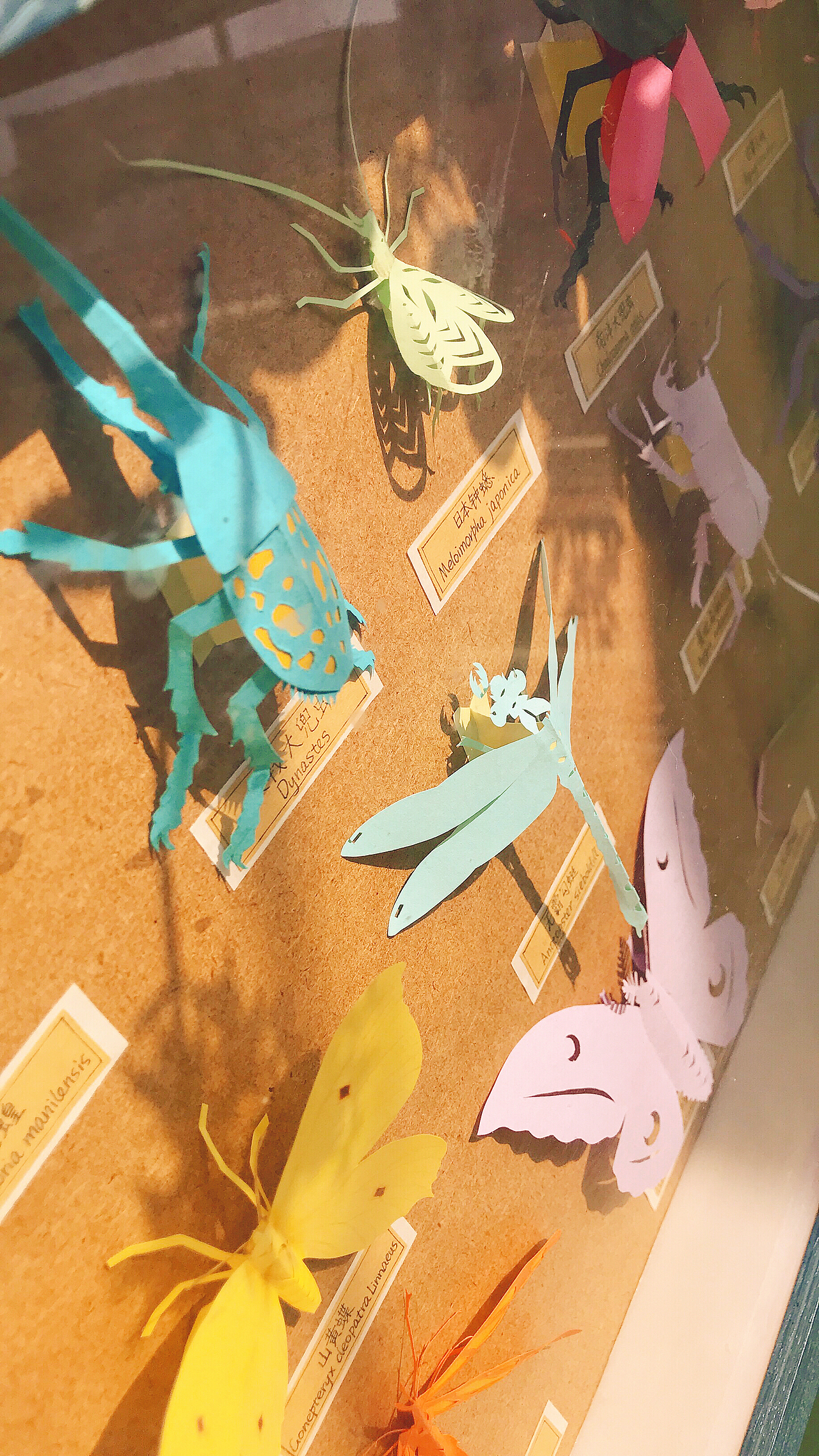 昆虫标本剪纸（图ZMTQwMjU4Mzc2） - 其他手工艺 - 站酷设计师SarloyX原创素材 - 站酷ZCOOL