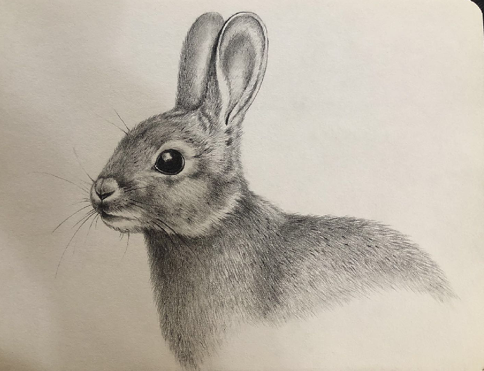 临摹素描兔子