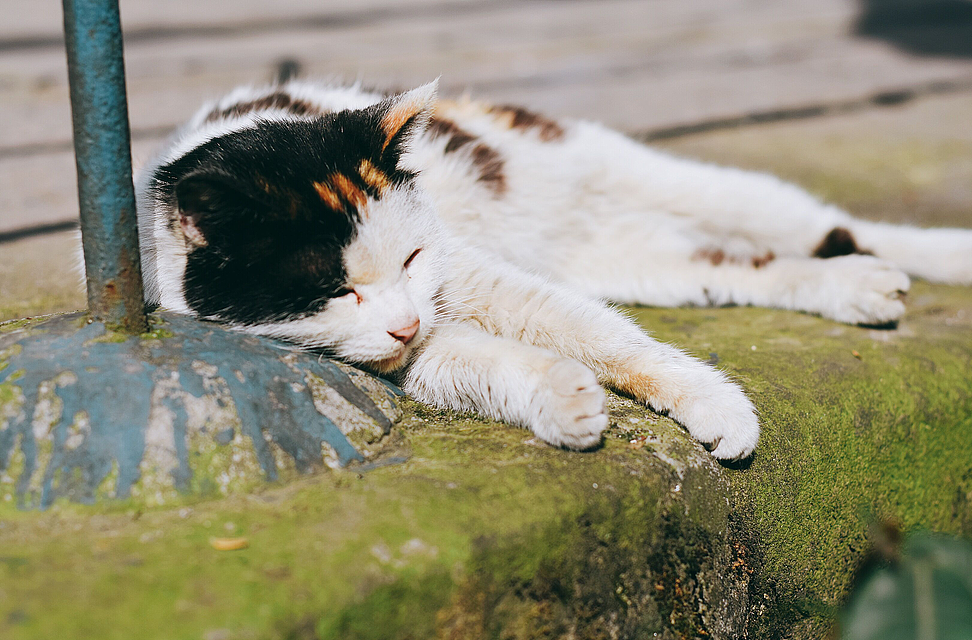 黑桃君和各路喵子（图ZODkzMzc0NDQ=） - 宠物摄影 - 站酷设计师酱西西原创素材 - 站酷ZCOOL