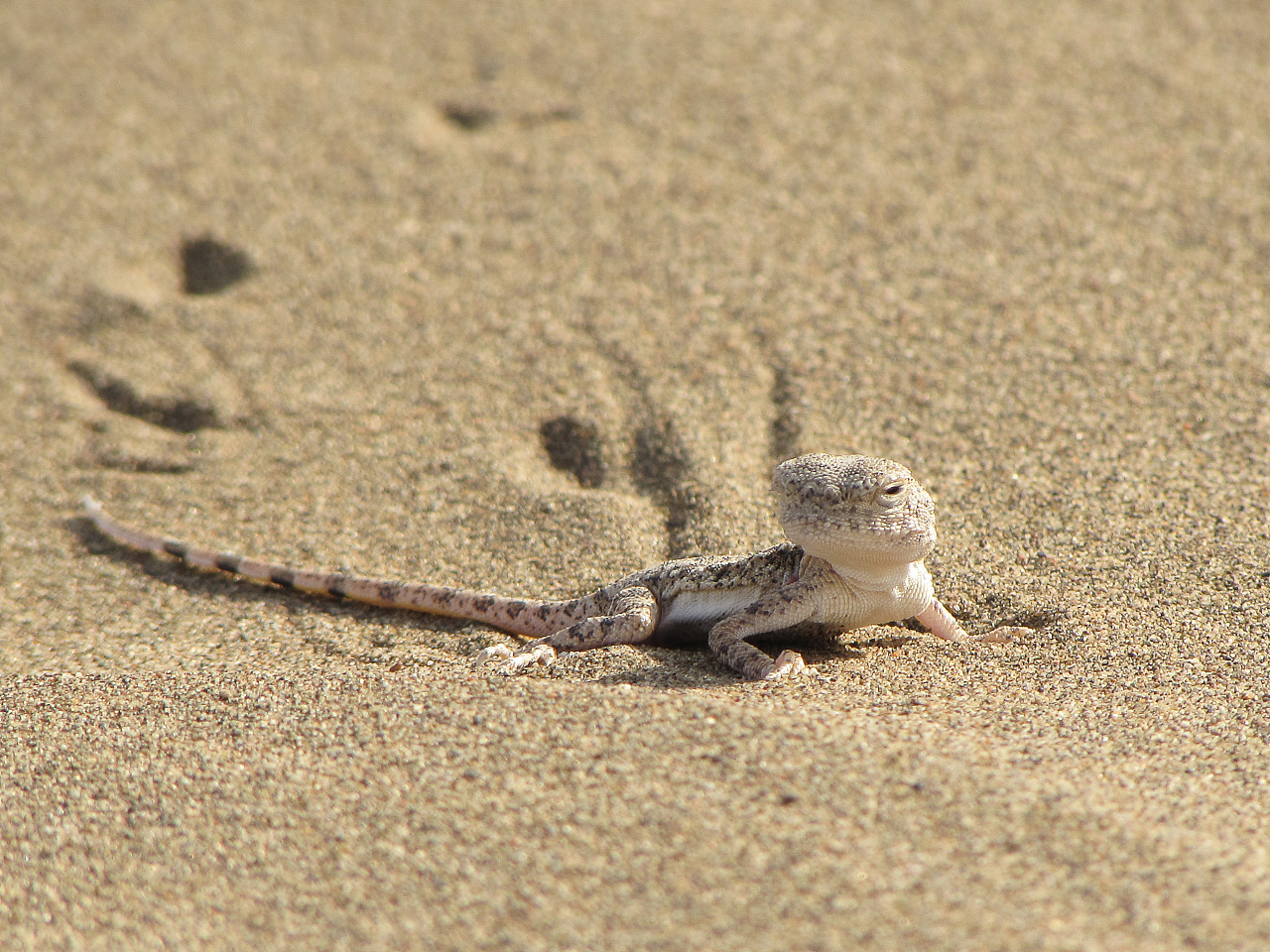 能够遇到这只蜥蜴真的很幸运!
