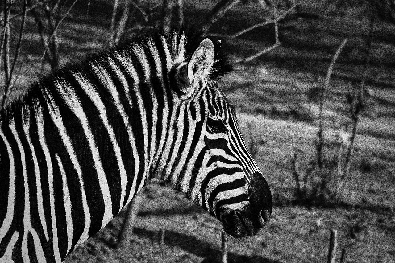 《北京动物园》略伤感（图ZMTA1MzM2NDcy） - 宠物摄影 - 站酷设计师不是扶桑原创素材 - 站酷ZCOOL