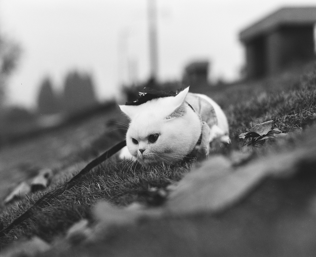 胶片拍摄 猫（图ZMTQxNDY4OTI4） - 宠物摄影 - 站酷设计师TuGuT_T原创素材 - 站酷ZCOOL