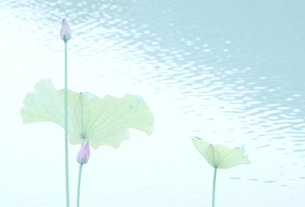 碧荷生幽泉,朝日艳且鲜.秋花冒绿水,密叶罗青烟.（图ZODAxNTAxNjg=） - 产品摄影 - 站酷设计师杭州黄一能原创素材 - 站酷ZCOOL