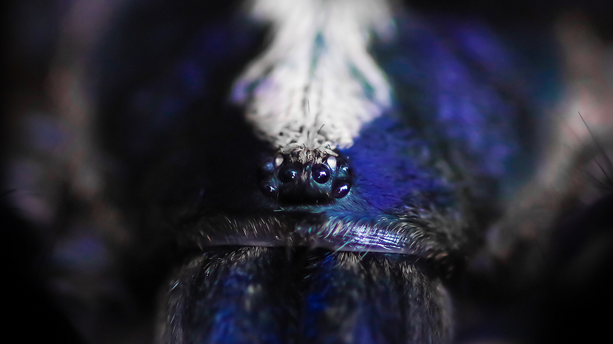 捕鸟蛛摄影（图ZMTY3NDU4ODg4） - 宠物摄影 - 站酷设计师游侠Lo原创素材 - 站酷ZCOOL