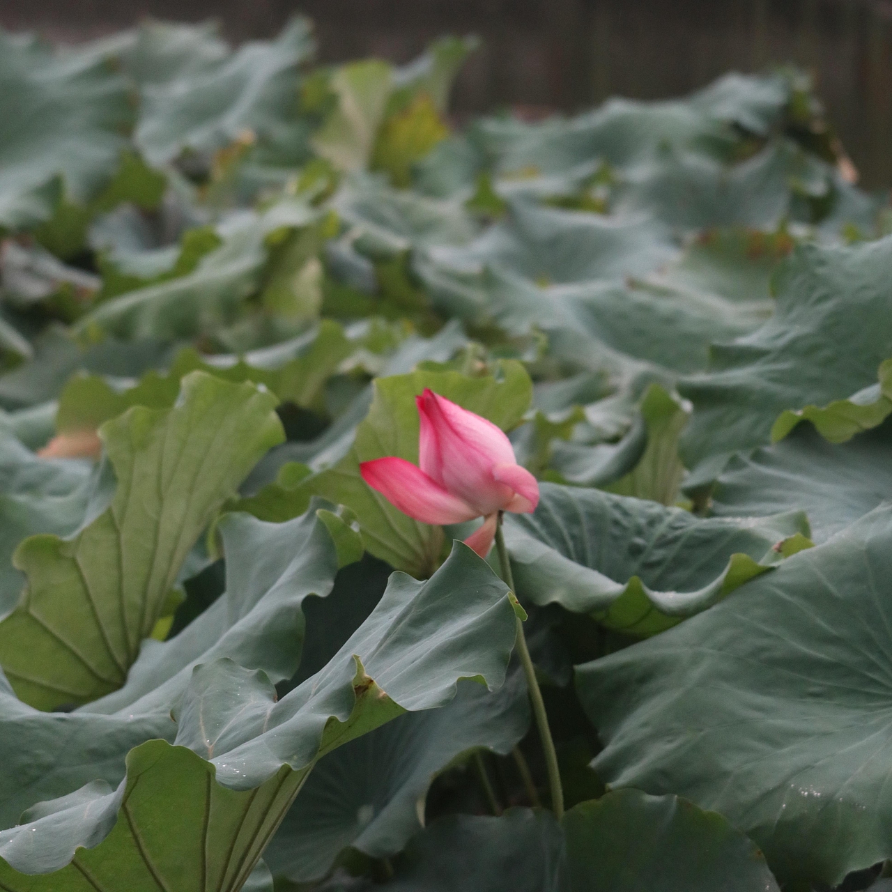 西安外事学院掠影