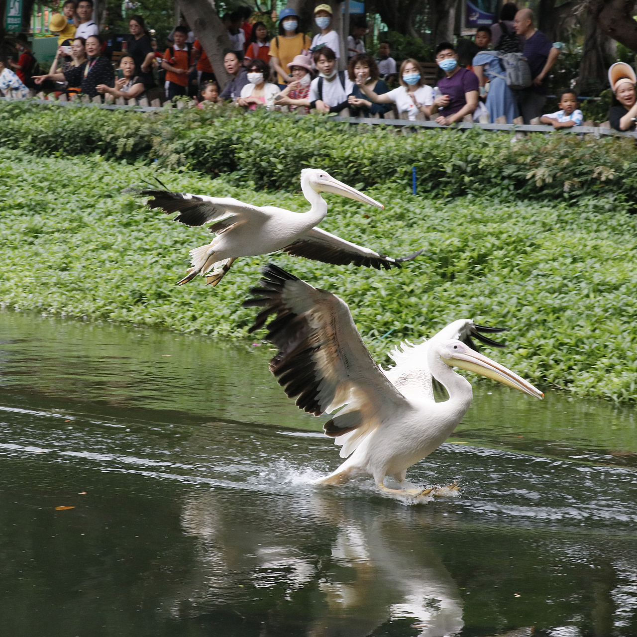 长隆飞鸟乐园-动物趣闻（图ZMjQ5NTU5NTg0） - 其他摄影 - 站酷设计师飞天猪猫原创素材 - 站酷ZCOOL