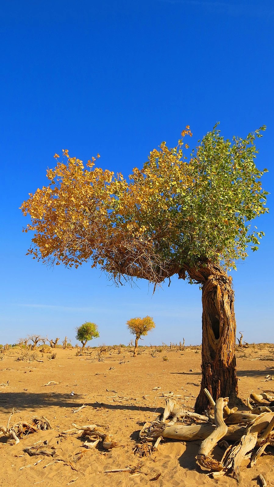 相机翻出来几年前拍的照片,以前没怎么注意,才发现还有这样一棵胡杨树