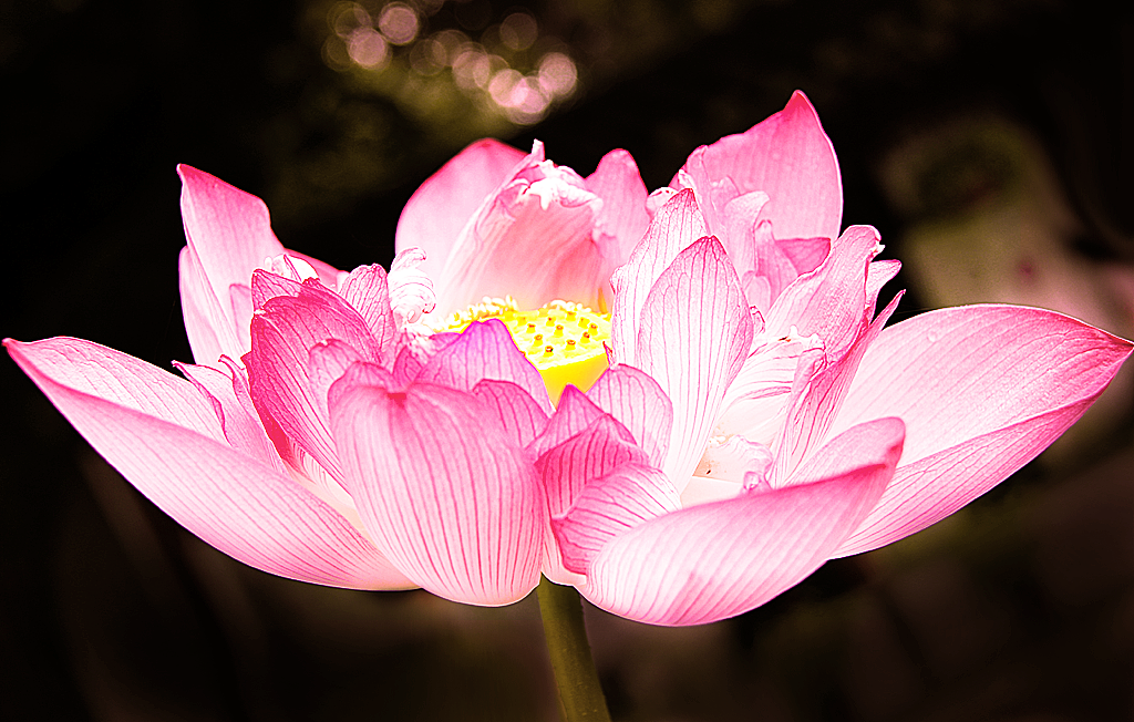 小荷才露尖尖角，早有蜻蜓立上头（图ZMTc2MDYxNTY=） - 风光摄影 - 站酷设计师echlq原创素材 - 站酷ZCOOL