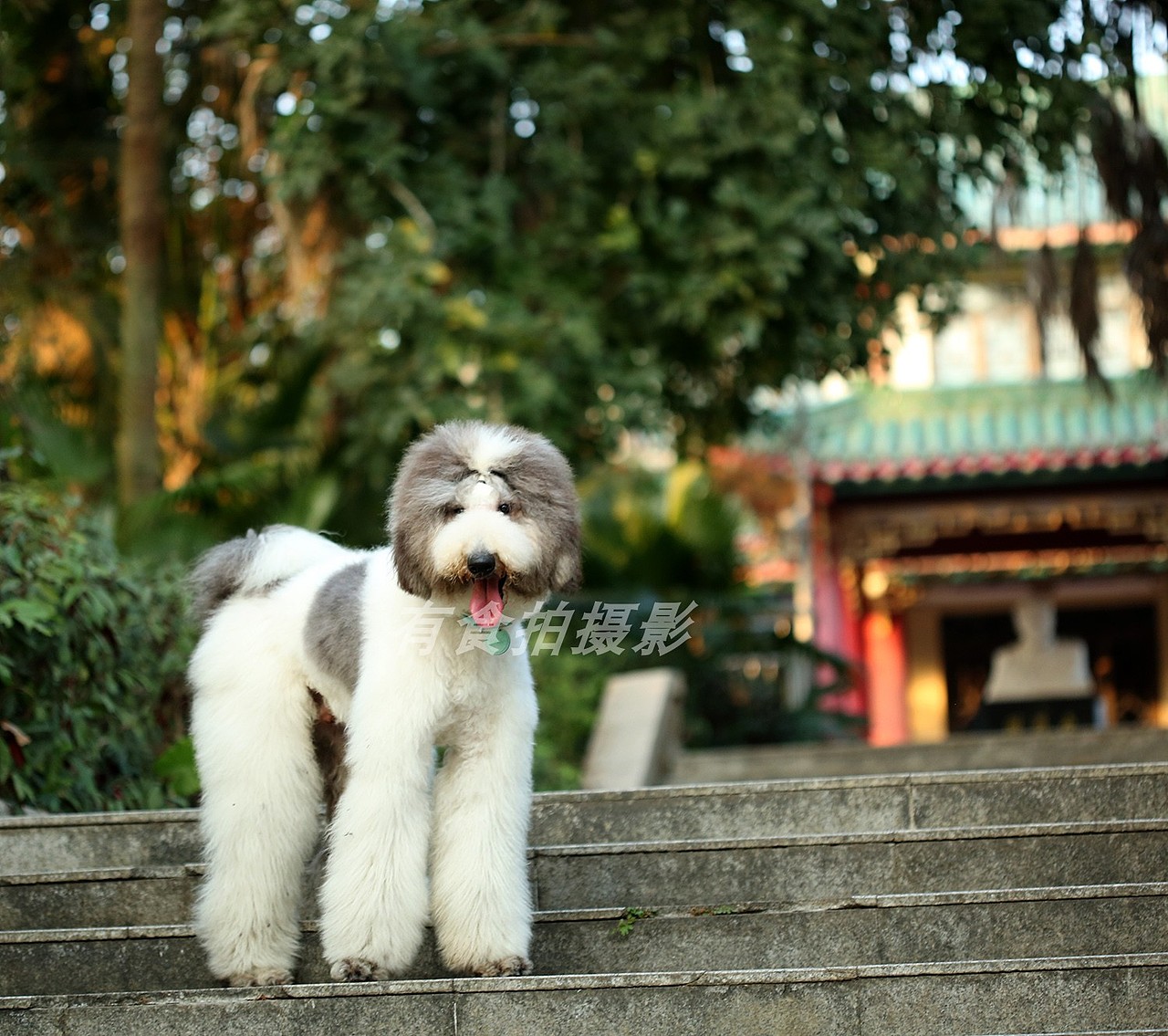 深圳宠物家庭纪实摄影--狗狗拍摄