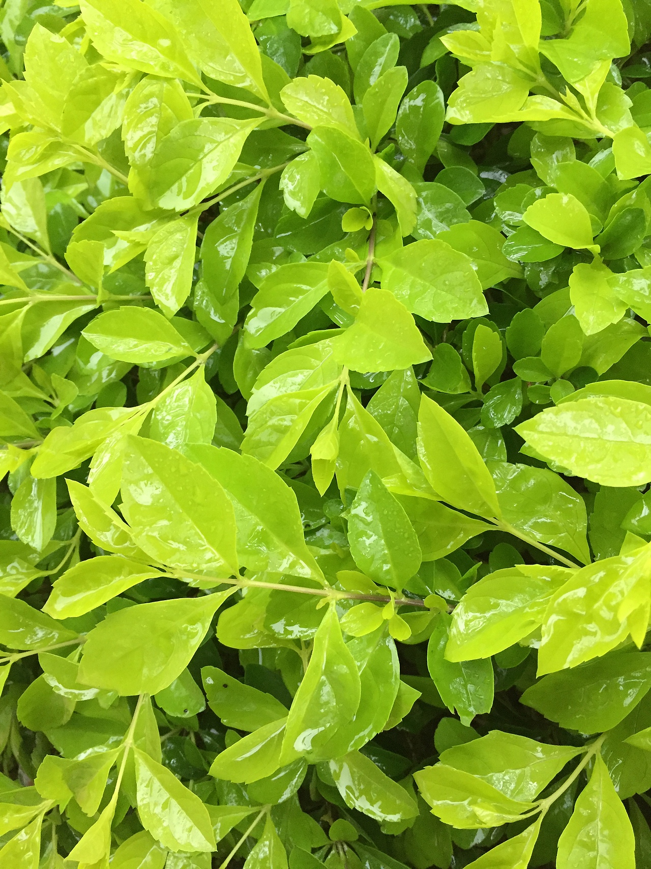 最美的不是下雨天