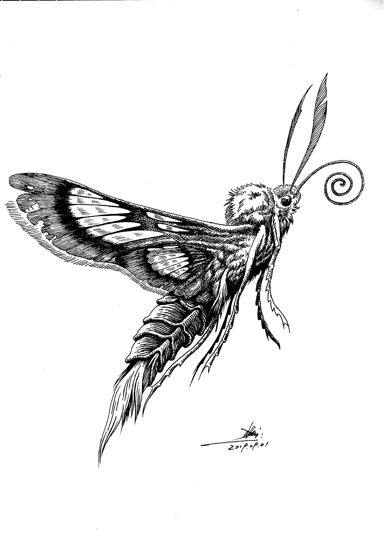 20190901长喙天蛾