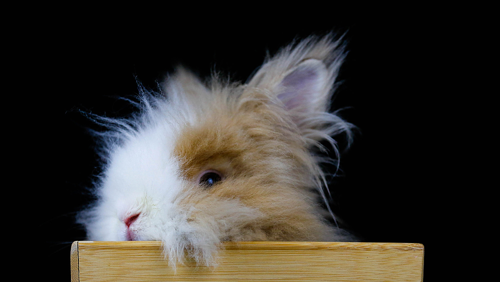 一只黄色兔弟弟