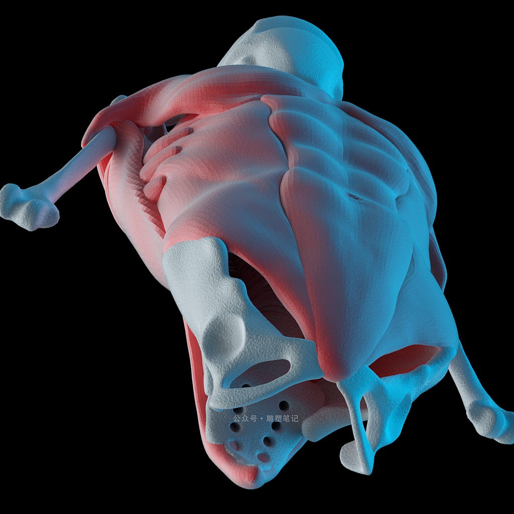 躯干肌肉（图ZMjc2NzY0Nzc2） - 人物/生物 - 站酷设计师雕塑笔记原创素材 - 站酷ZCOOL