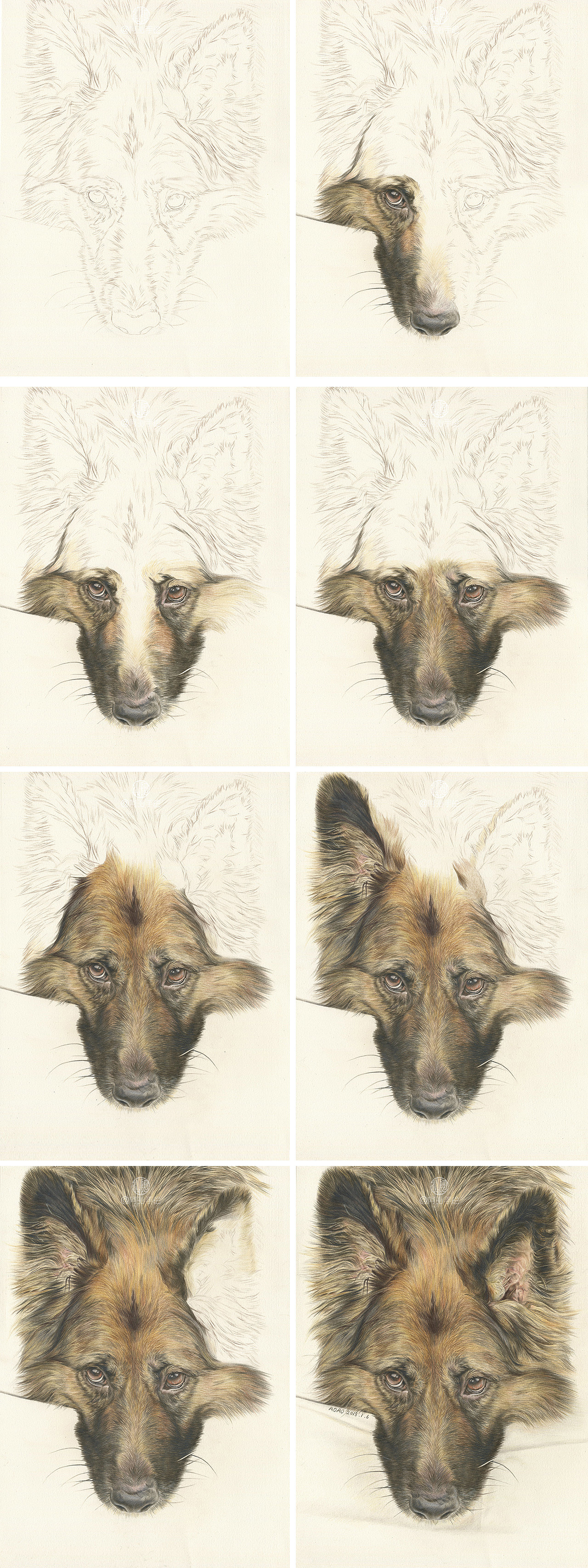 2017年萌宠彩铅画集合