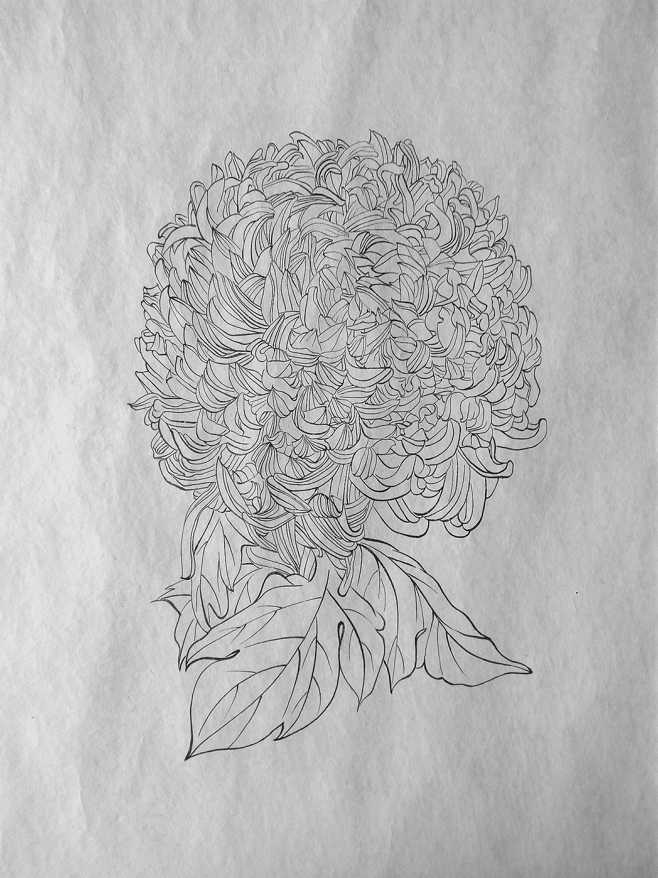 菊系列（三）（图ZMTQ5NDA5MDQ0） - 绘画 - 站酷设计师伊芽儿原创素材 - 站酷ZCOOL