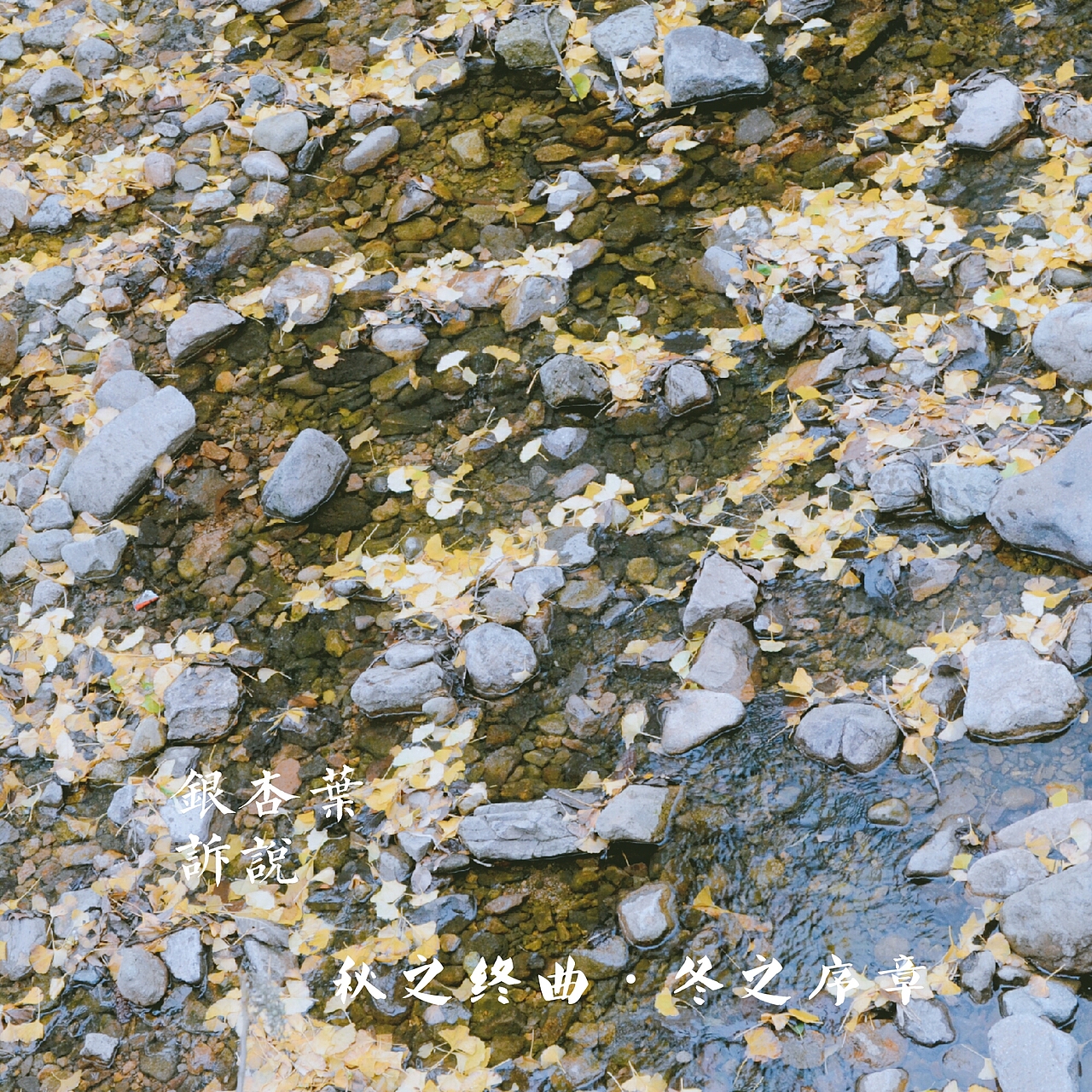 银杏（图ZOTgxNzUyMjQ=） - 风光摄影 - 站酷设计师爱摄影的五花肉原创素材 - 站酷ZCOOL