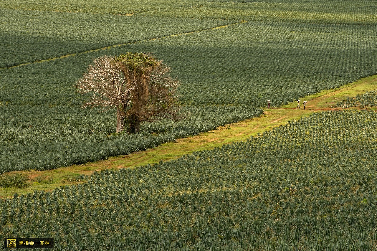 肯尼亚 Kilifi 剑麻农场