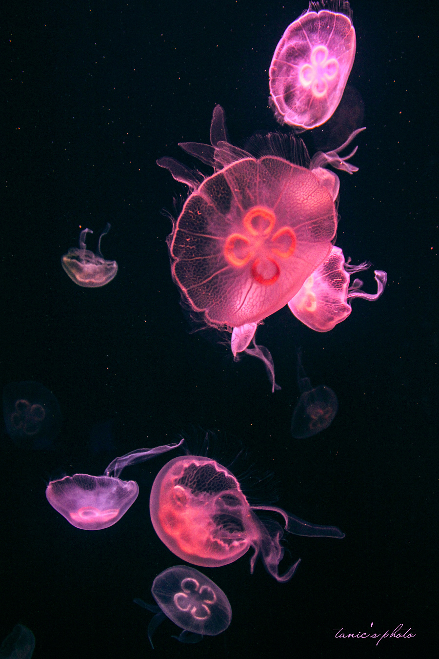 原创作品: jellyfish