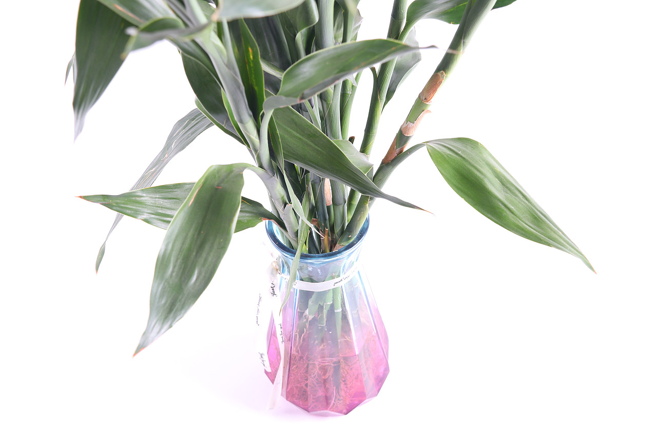 B10鲜花园艺\C05-花瓶花盆花架\V01玻璃花瓶X1（图ZMjU1NzY4OTUy） - 产品摄影 - 站酷设计师图海网原创素材 - 站酷ZCOOL