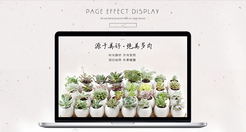 【多肉】天猫淘宝多肉植物小盆栽详情