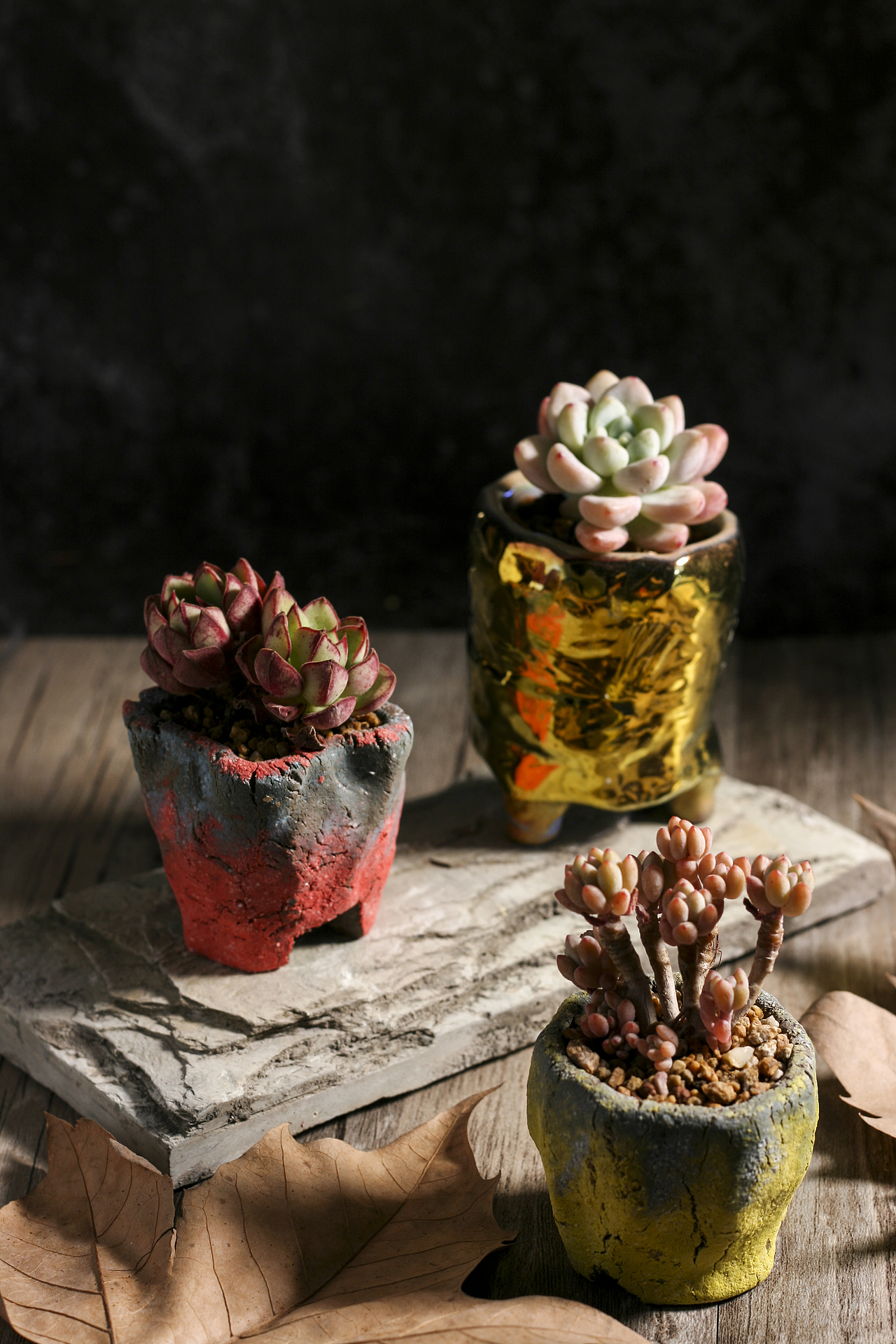 多肉植物摄影（图ZMTM5MzAzODcy） - 产品摄影 - 站酷设计师叭呐呐叭叭原创素材 - 站酷ZCOOL