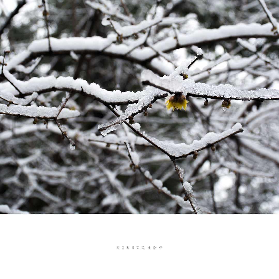 这样的小雪太安静。