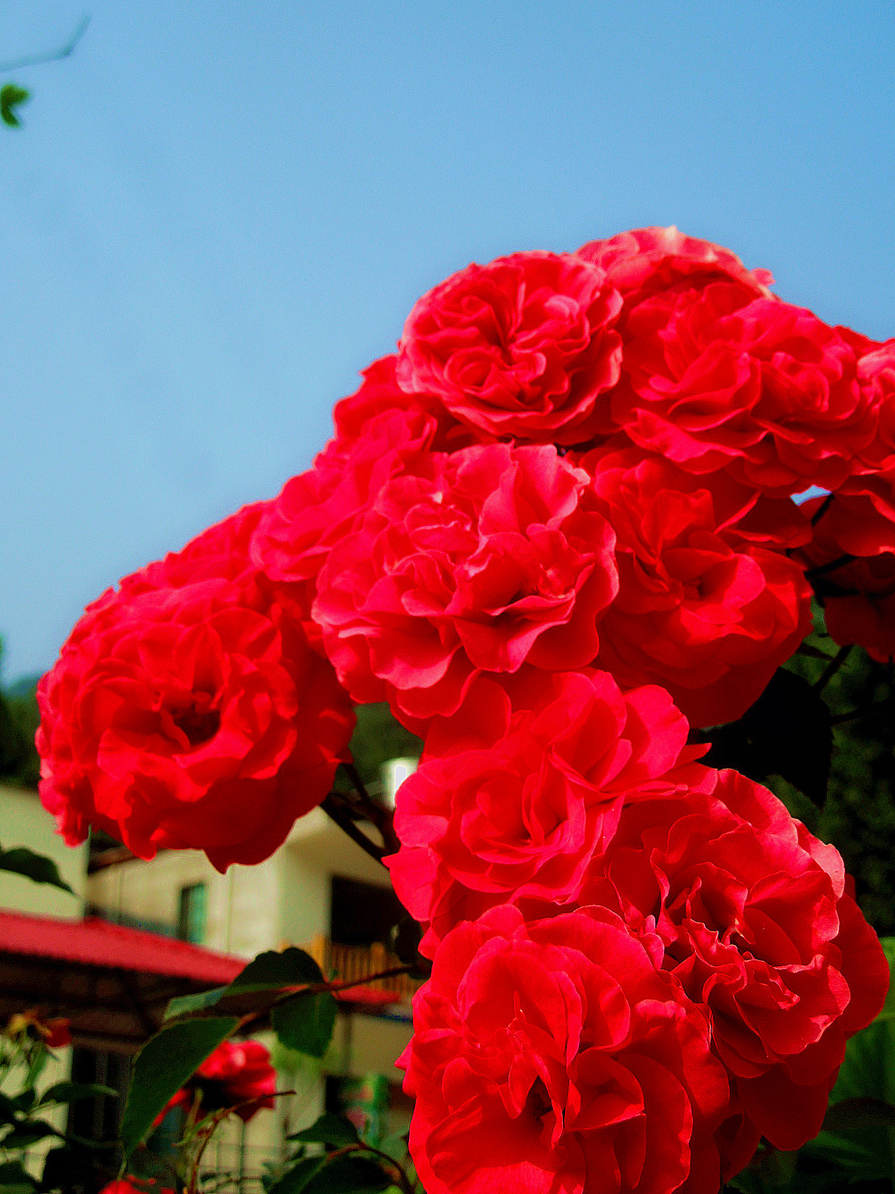 花儿绽放|摄影|风光摄影|吴希 - 原创作品 - 站酷 (zcool)