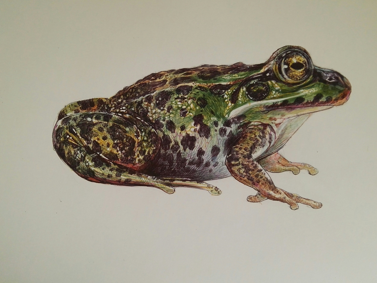 圆珠笔画的青蛙