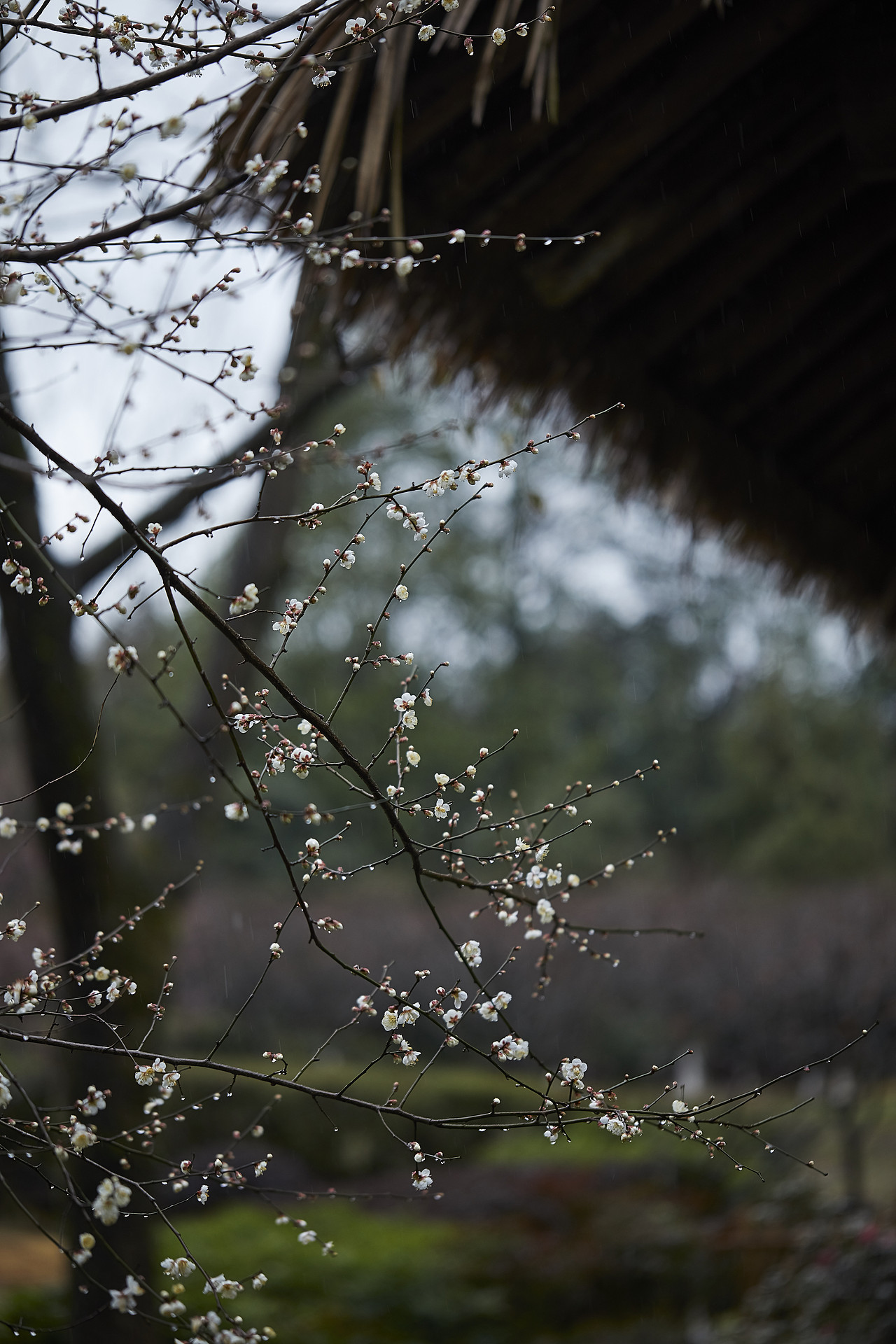 山家清供|梅花宴