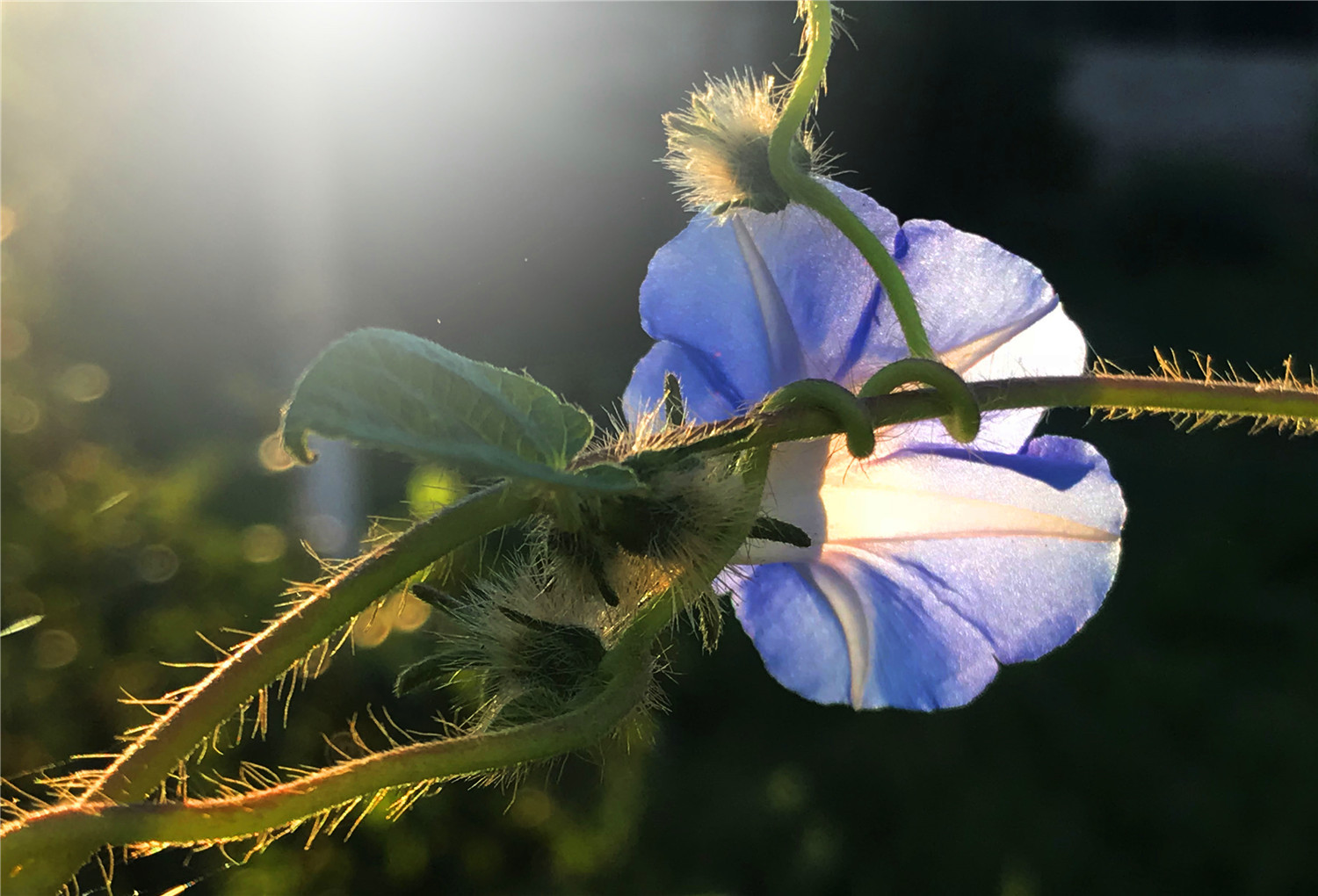 刘勇良手机纪实摄影:喇叭花开的早晨