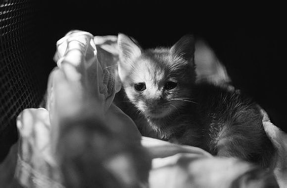 JOJO是我和小犬领养的一只小母猫,被大猫遗弃后有个好心人捡到了它,我们见她瘦瘦小小的,却特别精神,我说,就她吧!刚来的时候,害怕大猫小起欺负她,就将他们隔离开来。