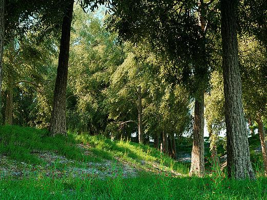 森林场景制作练习