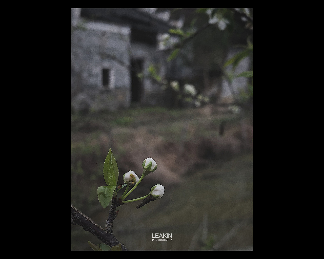 春迟迟-手机摄影（图ZMTk5MjU0MDU2） - 人文/纪实摄影 - 站酷设计师LEAKIN原创素材 - 站酷ZCOOL