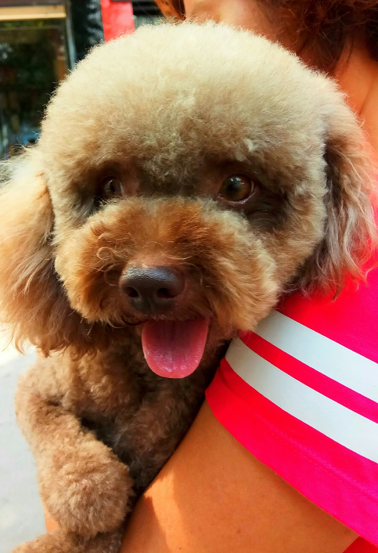 淘淘的开心生活