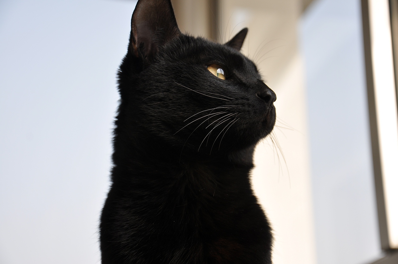 我家的双猫记。。。。(图ZMjU2Mzk3MTY=) - 宠物摄影 - 站酷设计师猫咪枣枣原创素材 - 站酷ZCOOL