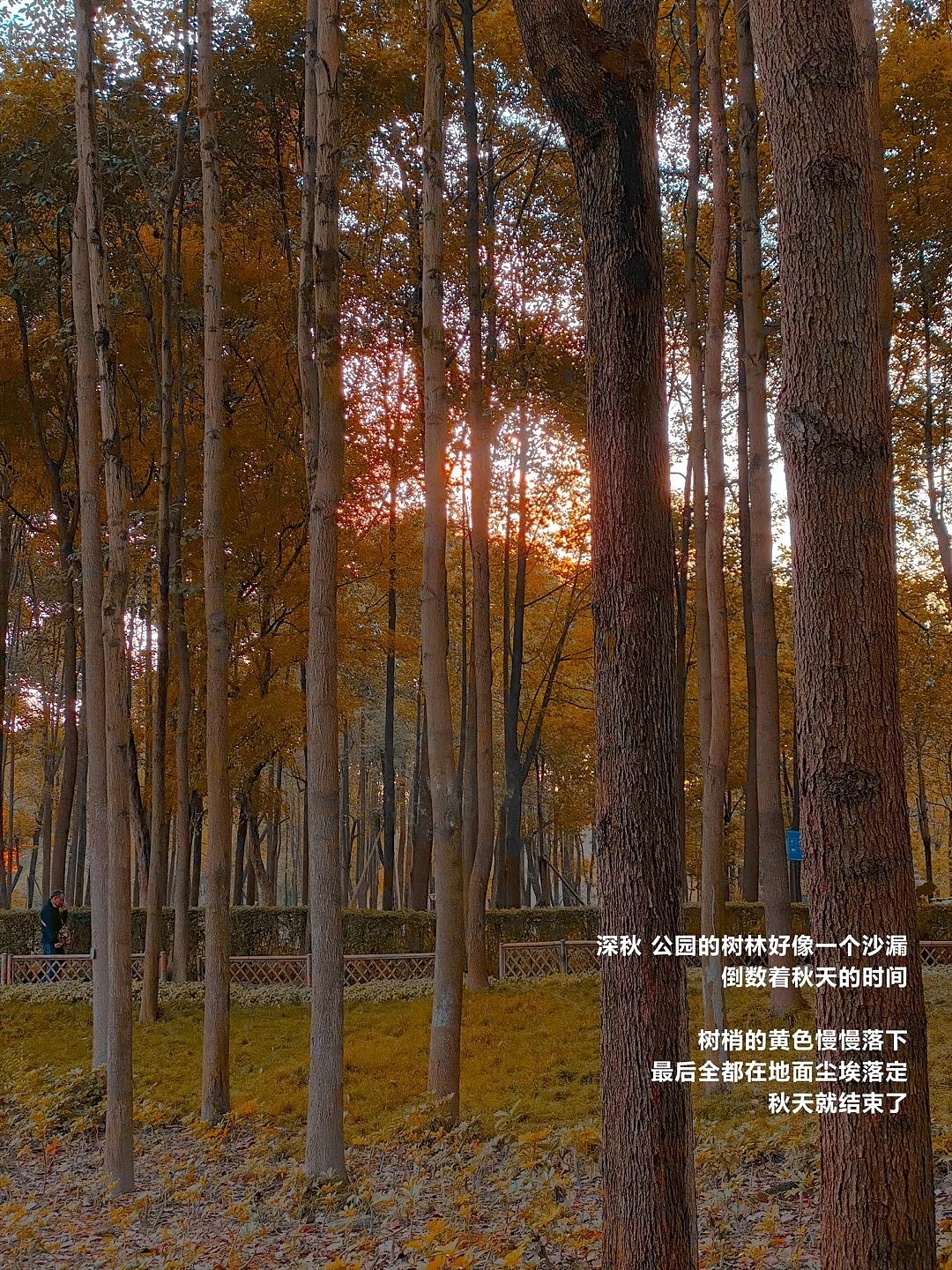 秋天的故事??（圖ZMjUwODcwODEy） - 風(fēng)光攝影 - 站酷設(shè)計(jì)師折葵J原創(chuàng)素材 - 站酷ZCOOL