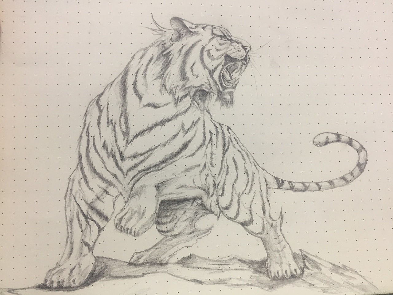 老虎画铅笔画画法图片