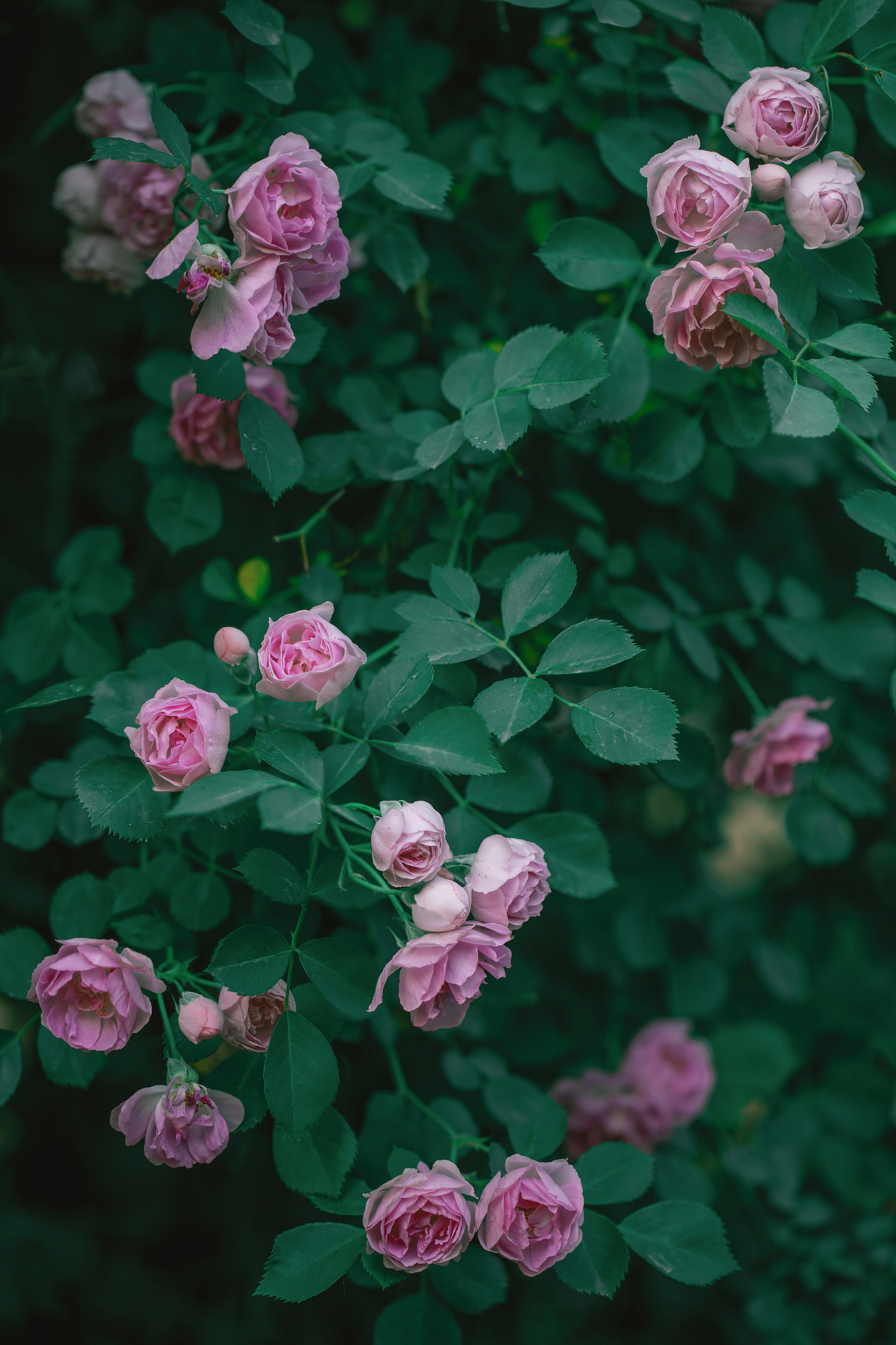 夏之花--粉蔷薇