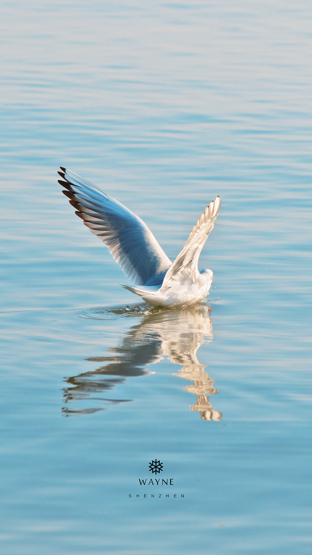 新人报道，请多关照😃（图ZMTkzOTE2ODYw） - 宠物摄影 - 站酷设计师丶WAYNE丶原创素材 - 站酷ZCOOL
