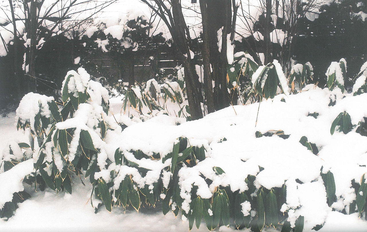 十二月十五日天气晴零下五度 ​​​​（图ZMTQwNzM1NDQ0） - 人像摄影 - 站酷设计师NiccoCai原创素材 - 站酷ZCOOL