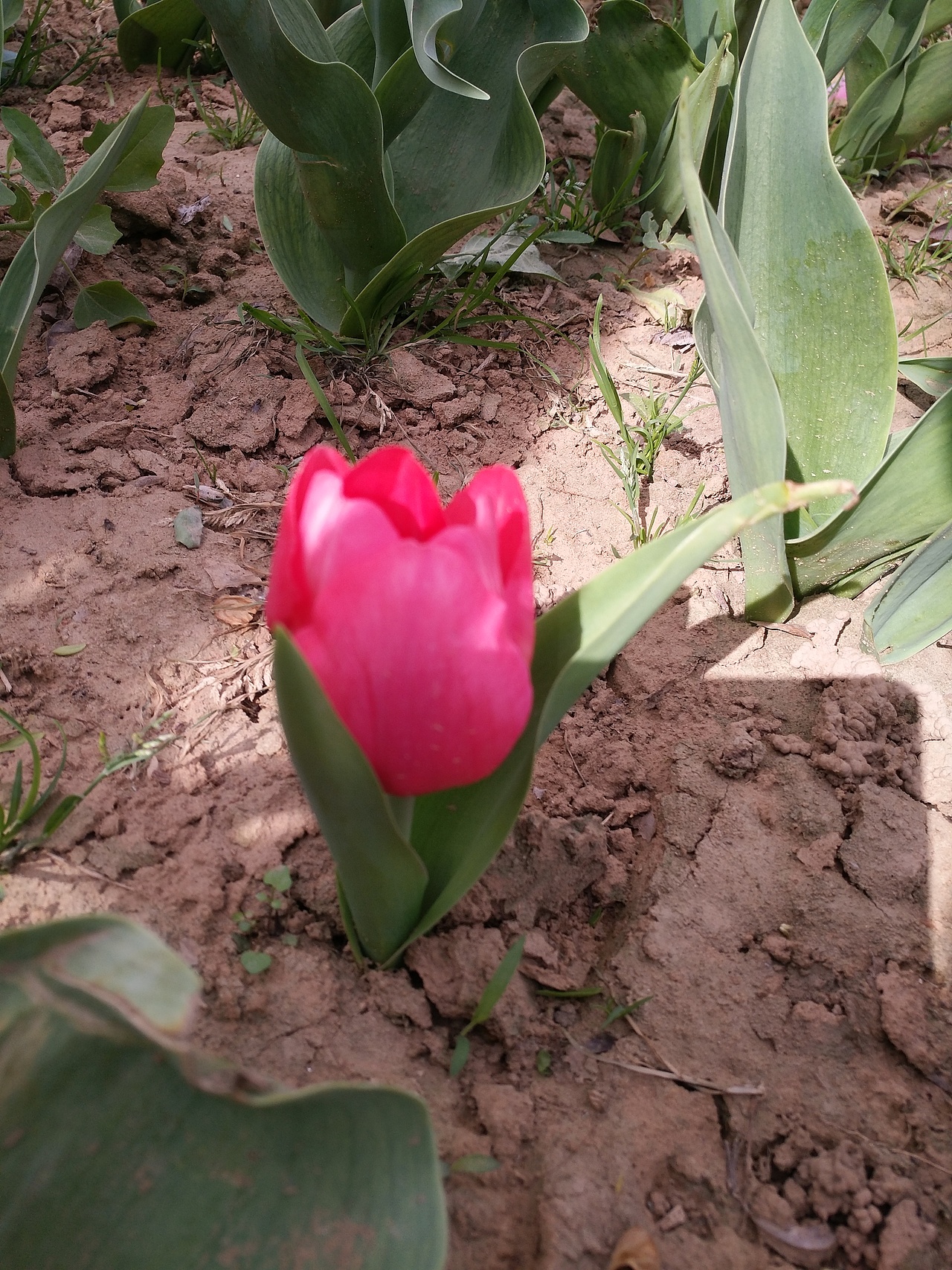 初生（图ZMTEwNTY1NjYw） - 风光摄影 - 站酷设计师君子姑娘原创素材 - 站酷ZCOOL