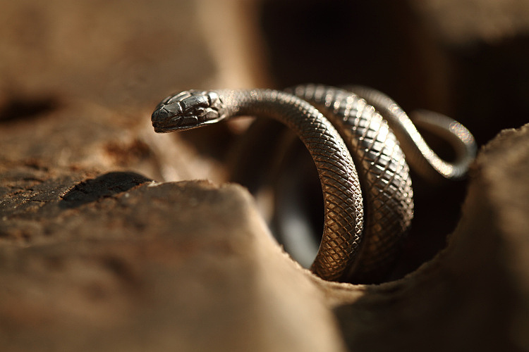 祝福系列之——印度“生命之力”蛇