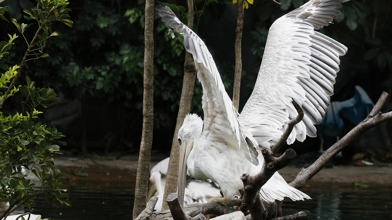 长隆飞鸟乐园-动物趣闻（图ZMjQ5NTU5NjYw） - 其他摄影 - 站酷设计师飞天猪猫原创素材 - 站酷ZCOOL
