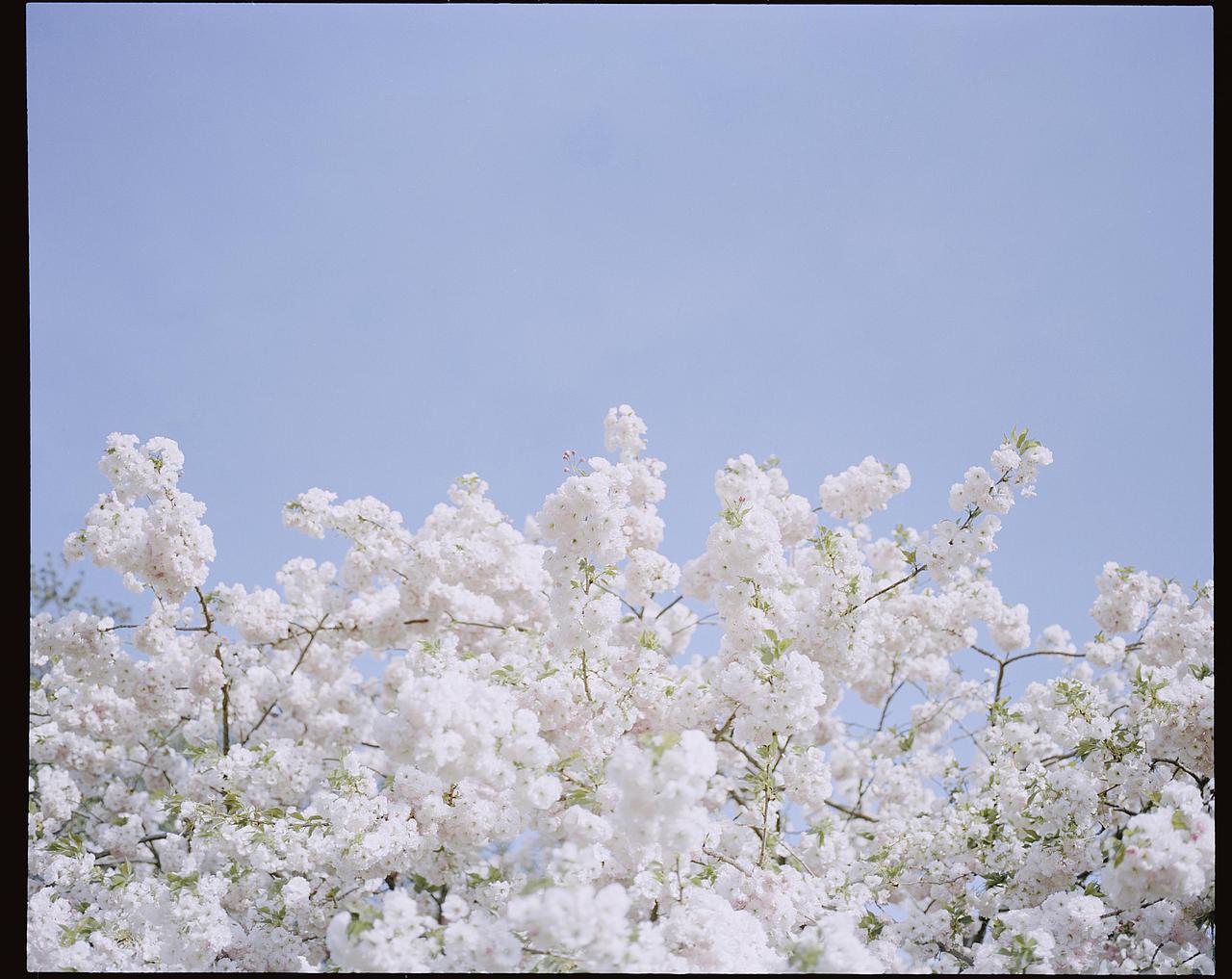 晚樱（图ZMTEzNzk3MzA0） - 人像摄影 - 站酷设计师宏赟同学原创素材 - 站酷ZCOOL