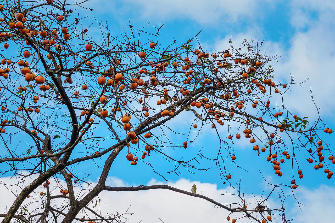 在这个秋天去寻找我心中的“柿”外桃园