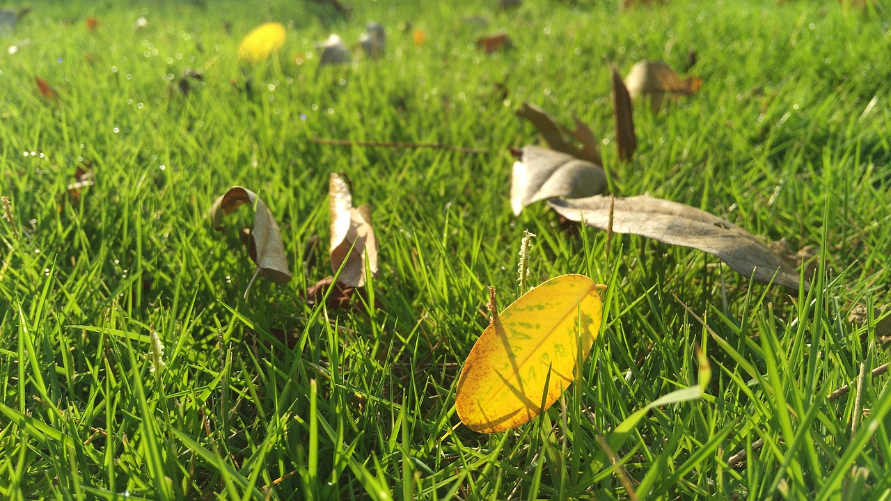 青青草地叶上珠。秋天清晨